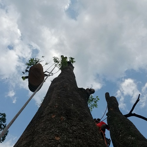 ツリークライミングによる伐採｜栃木県の庭木伐採・山林伐採｜栃木県宇都宮市｜晃陽緑化株式会社